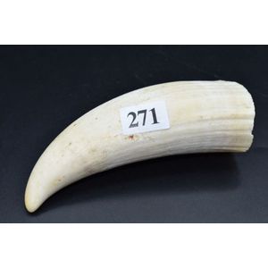 Sperm whales tooth, Ex Albany Western Australia, width 230gms
