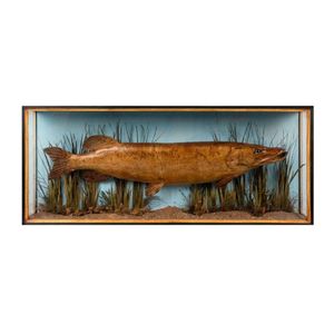 A glass cased taxidermy prize freshwater pike, English, circa…