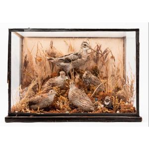 A diorama of a bar-tailed godwit bird surrounded by quails in…