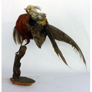 A taxidermy pheasant, on tree branch, circa 1930. Height 50 cm…