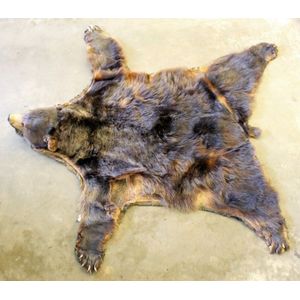 A brown bear skin rug, with full head and claws, in good…