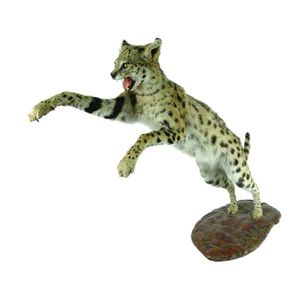 A taxidermy cheetah, modelled pouncing, raised on plinth base.…