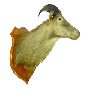 A taxidermy tahr head and shoulder mount, rimu shield backing…