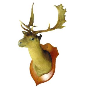 A taxidermy fallow stag head and shoulder mount, the large…