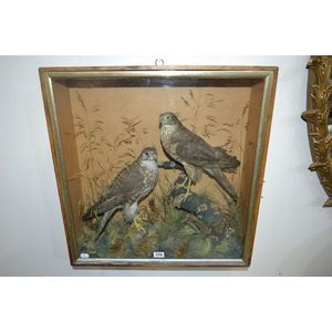 Victorian cased diorama of two taxidermy falcons in a…