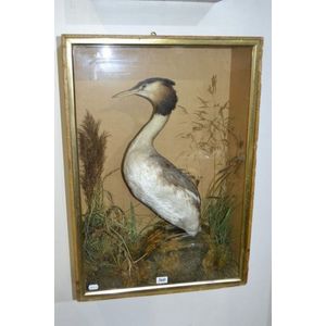 Victorian cased diorama of a taxidermy crested grebe in a…