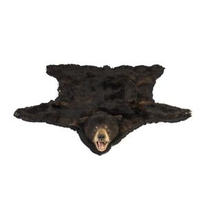 A brown bear skin rug with taxidermy head on black felt backing,…