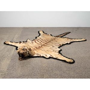 A mounted taxidermy tiger skin and head, with fierce open mouth…