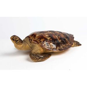 A taxidermy sea turtle, early 20th century, 58 cm long