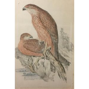 John C Gould + Herbert Davis Richter, (1804-1881) + (1874-1955),…