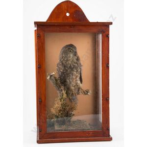 Taxidermied Victorian mopoke owl in glazed display case 53 cm…