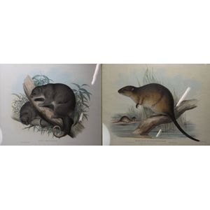 Two John Gould coloured lithographs, Hydromys Folvolavatus and…