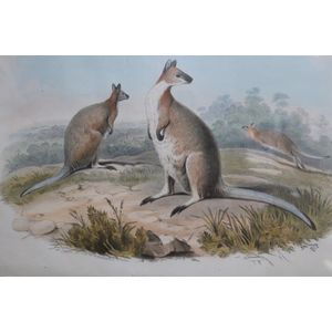 Early lithograph, Halmaturns Ruficollis (kangaroos), after H.C.…