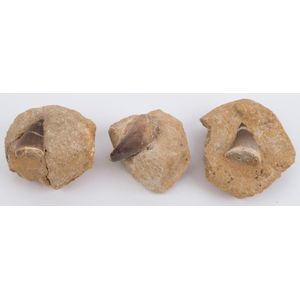 Three dinosaur claw fossil specimens, the largest 11 cm wide…