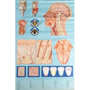 A Denoyer Geppert medical chart, a pull-down medical chart…