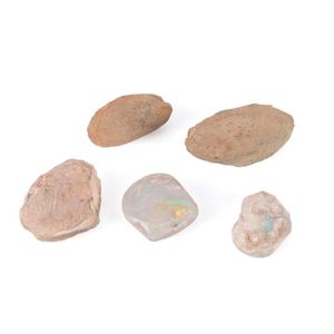Five opal bivalve mussel fossils, Australian opal fields,…