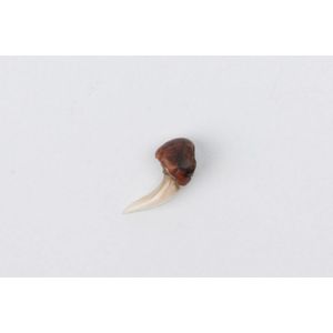 A 19th century Maori Mako (shark tooth ear pendant).…