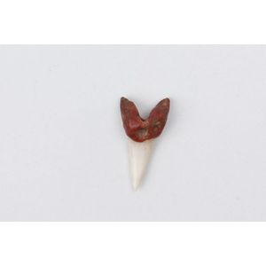 A 19th century Maori Mako (shark tooth ear pendant). Root end…