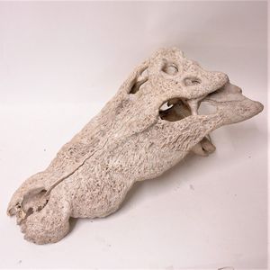 An old crocodile skull, no lower jaw, length 60 cm.