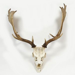 A pair of fallow deer antlers with skull mount, noted to the…