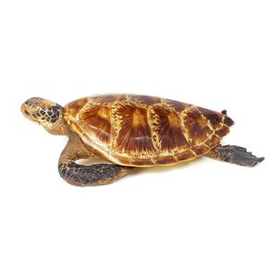 A vintage taxidermy turtle, the shell of thirteen main plates…