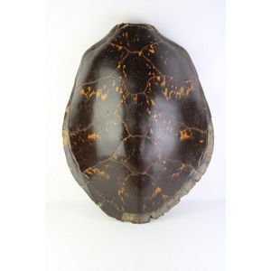 Antique turtle shell of large proportions in dark and light…
