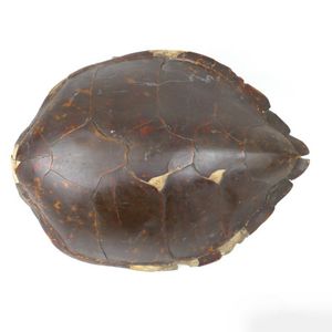 A large old turtle shell, 13 plates. Distressed. Length 77 cm