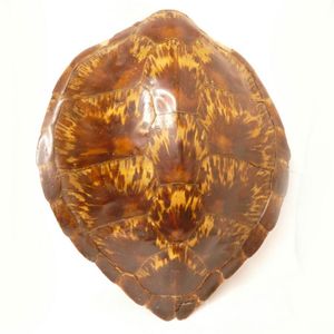 Preserved turtle and tortoise shells - price guide and values