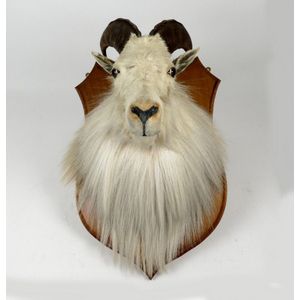 A taxidermy white mountain thar head and shoulder mount, with…