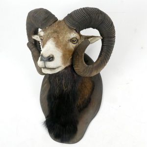 A good taxidermy shoulder mount Mouflon, a sub-species group of…