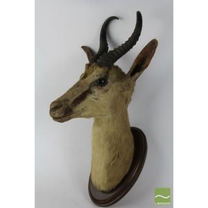 Mounted springbok antelope head with curved horns, mounted on…