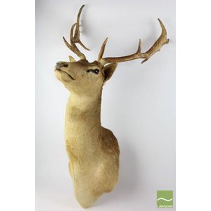 Mounted stag head taxidermied male deers head exhibiting two 50…