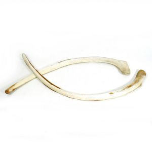 Two adult whale rib bones, natural curved form, white finish…