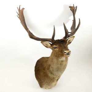 A taxidermied head of a fallow deer, with 14-point antlers,…