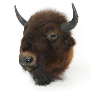 An impressive male American buffalo (bison) taxidermied head…