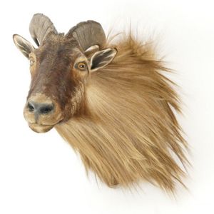 A taxidermied shoulder mount of a Thar, with a lush winter coat.…