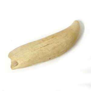 A large whale's tooth, natural curved form tapering to a point…