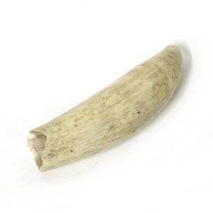 An old large whale's tooth, matt polished finish with some old…
