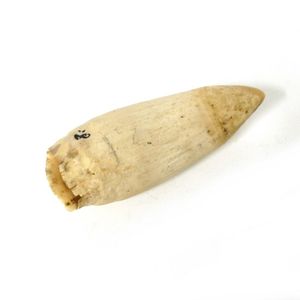 A vintage whale's tooth, natural textured finish with small…