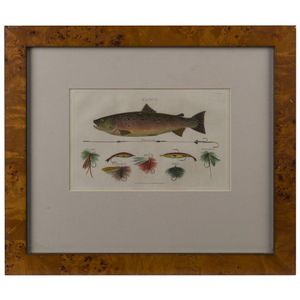 Trout' antique hand-coloured engraving, published in London,…