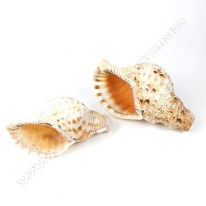 Two large conch shells, from the estate collection of Ian…