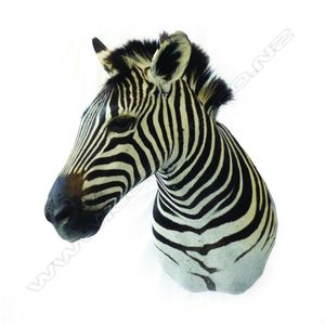 A quality taxidermy zebra head and shoulder mount, the head…