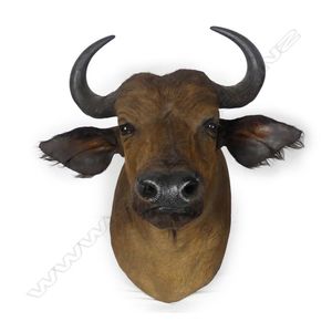 A large and impressive taxidermy African Cape buffalo head and…