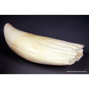 Orca Tooth: Length 19 cm - Natural History - Industry Science & Technology