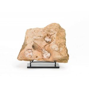 Jimbacrinus Bostocki Fossil, Crinoid, Permian, 270myo, from…