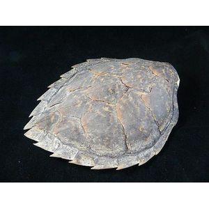 Preserved turtle and tortoise shells - price guide and values