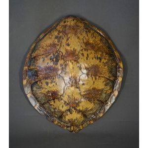 Sea turtle shell. Some delamination. Estate late Douglas…