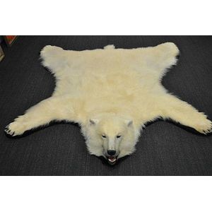 A magnificient polar bear skin floor rug in immaculate…