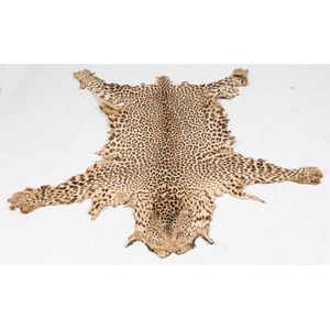 A Leopard skin, South African, early 20th century. 130 x 125 cm