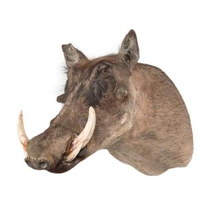 A taxidermied warthog head with genuine tusks, South African,…